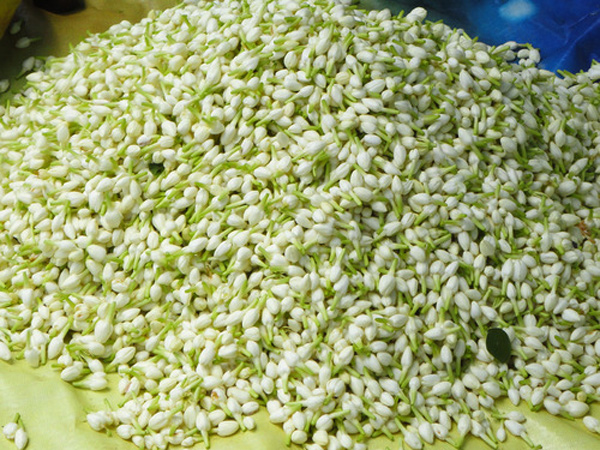 ரூ.3000க்கு விற்கும் மல்லிகை 