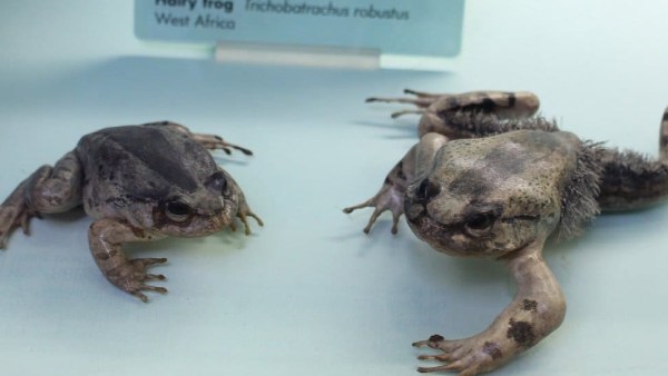 1. 'உல்வரின்' தவளை (Wolvernie frog) 1. 'உல்வரின்' தவளை (Wolvernie frog)