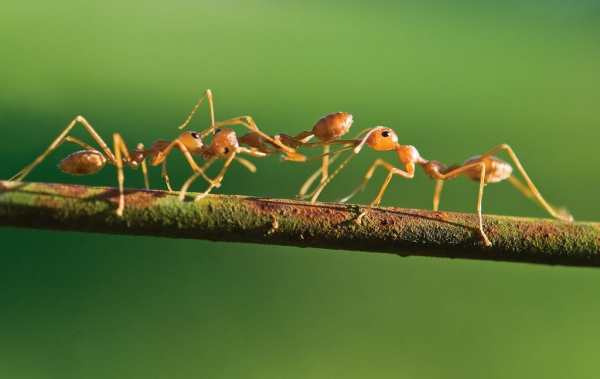 பூச்சிகள் 