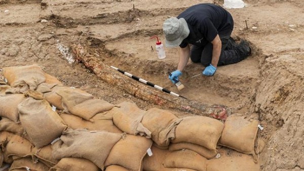 ஆப்பிரிக்க யானைகள் எல்லாம் ஜுஜுபி 
