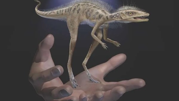  டைனோசர் மூதாதையர் கொங்கோஃபோன் 