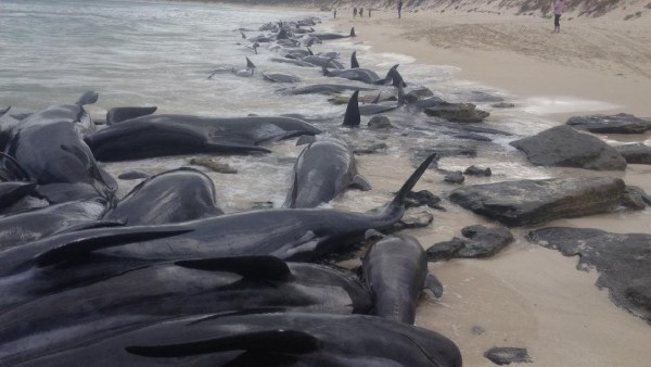 திமிங்கலங்கள்