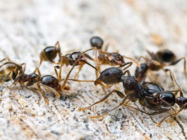 ஆசிட் ஆசிட்