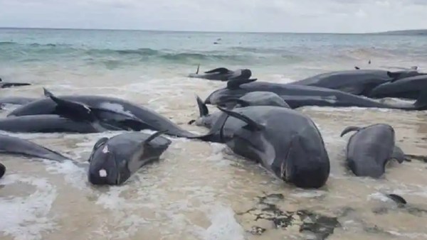  சிக்கல் பகுதி