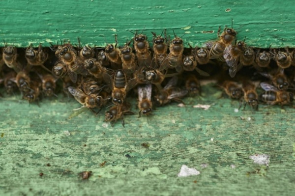அமெரிக்கா