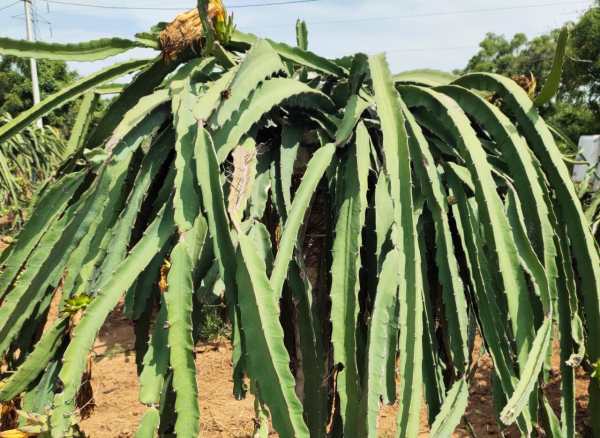  A farmer achieved by planting dragon fruit in Tamil Nadu 
