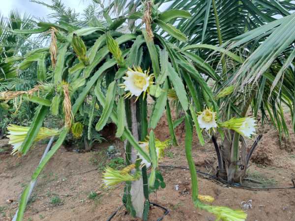  A farmer achieved by planting dragon fruit in Tamil Nadu 