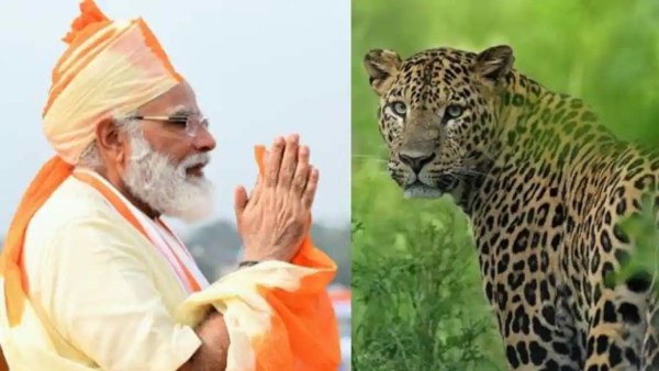 சிவிங்கி புலி 