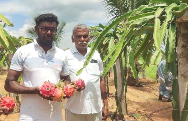  A farmer achieved by planting dragon fruit in Tamil Nadu 