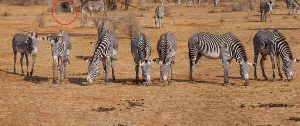 சிங்கம் தெரிகிறதா? 