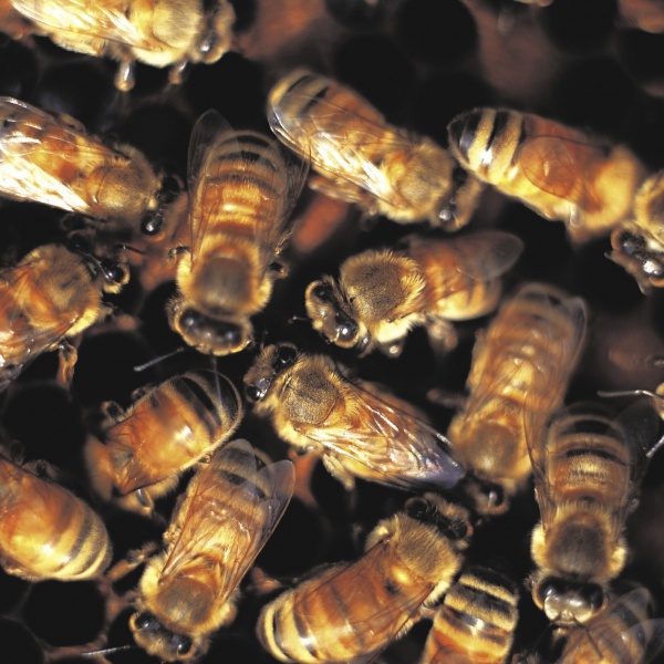 கருப்பு போர்வை