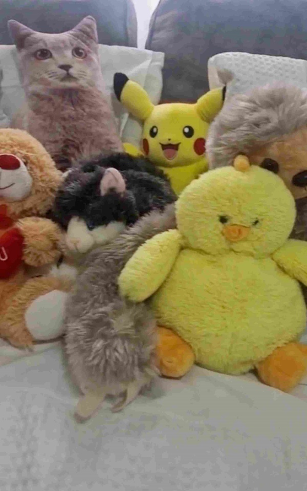 ஆப்டிகல் இல்யூஷன்