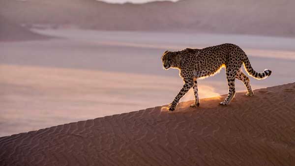  சிறுத்தைகள்