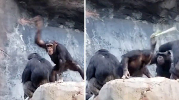 குச்சியை எடுத்து வெளுத்த தாய் கொரில்லா 