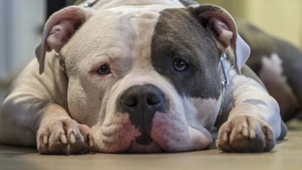 உத்தரப்பிரதேசம் 