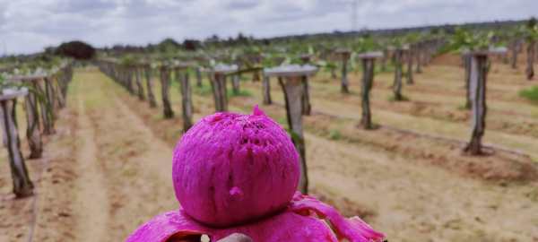 A farmer achieved by planting dragon fruit in Tamil Nadu 