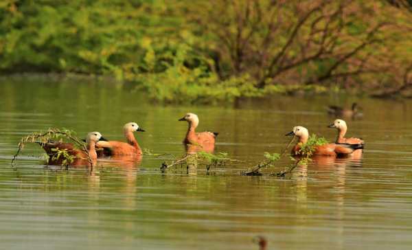 சட்டப்பேரையில் அறிவிப்பு சட்டப்பேரையில் அறிவிப்பு