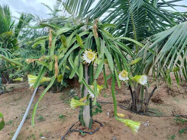  A farmer achieved by planting dragon fruit in Tamil Nadu 