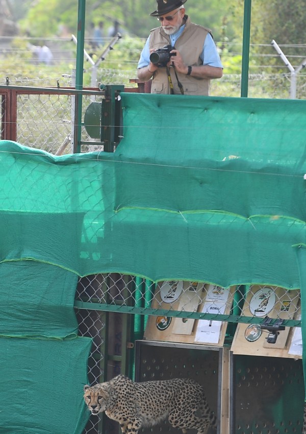 சீட்டாக்களை திறந்து விட்ட மோடி 