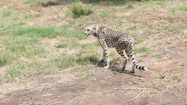 70 ஆண்டுக்கு பிறகு சீட்டா 