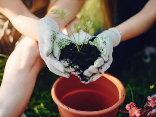  நச்சுத்தன்மை கொண்ட அரிசி இறக்குமதி