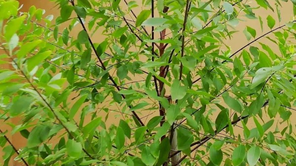 மாபெரும் அச்சுறுத்தல் 