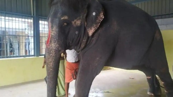 மீண்டும் தாக்கப்படும் ஜெய்மால்யதா யானை? 