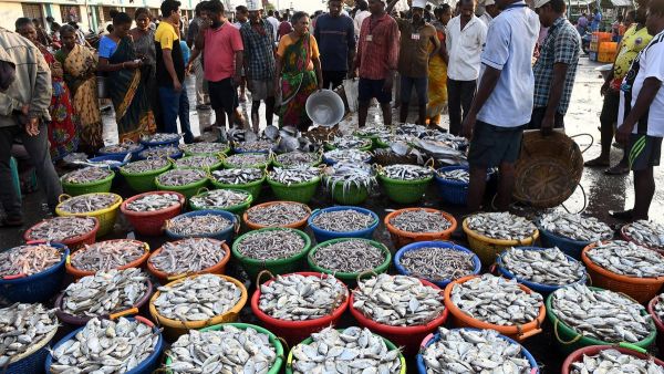 காசிமேடு மீன் விற்பனை கூடம் 