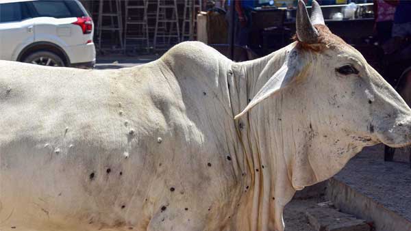  5 ஆயிரம் மாடுகள் உயிரிழப்பு 