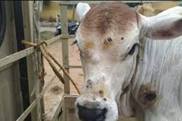 பசு எருமை பசு எருமை