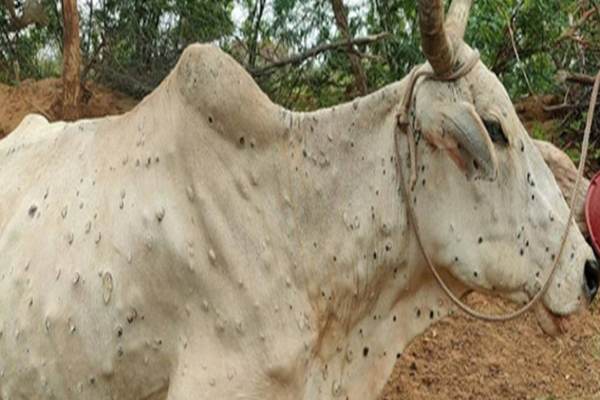 தோல் கழலை நோய் தோல் கழலை நோய்