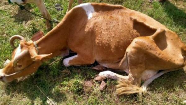 அதிக காய்ச்சல் அதிக காய்ச்சல்