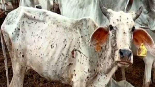 கால்நடை பராமரிப்பு கால்நடை பராமரிப்பு