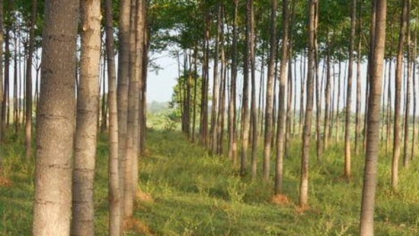 அனல் காற்று 