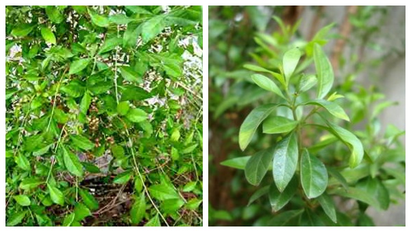 துர்சக்தி நீக்கும் மருதாணி