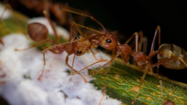 ஒடிசா ஒடிசா