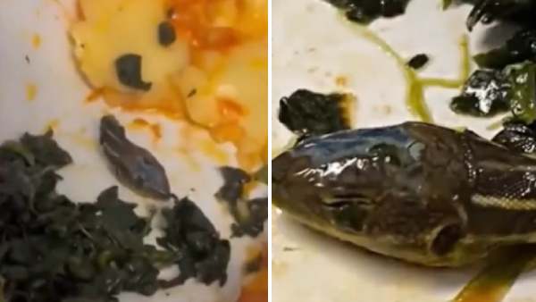 பாம்பு தலை பாம்பு தலை