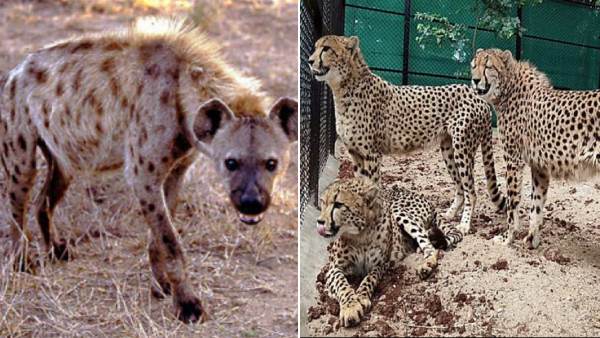  கழுதைப்புலிகளும், சிறுத்தைகளும் 