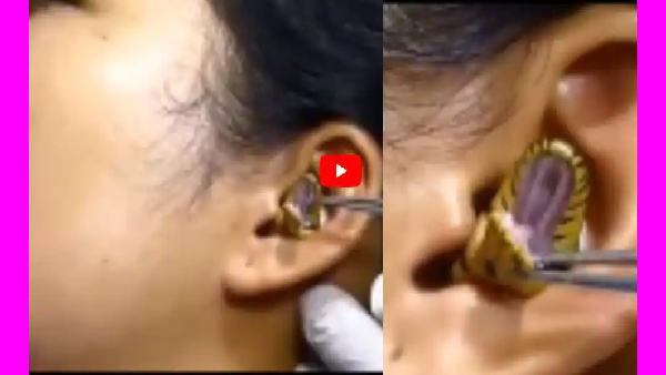 ராஜநாகம் ராஜநாகம்