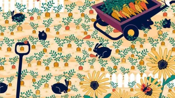 ஆப்டிகல் படம் 