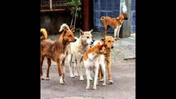  ரேபீஸ் தடுப்பூசி 