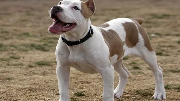 பிட்புல் நாய்கள் 