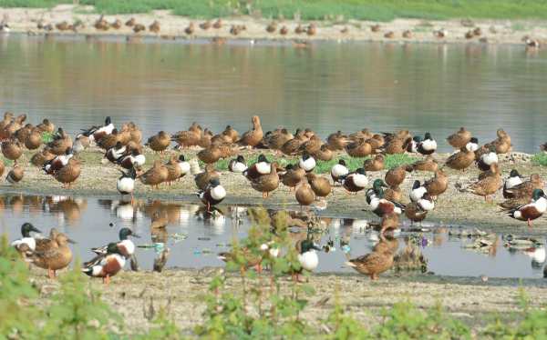 வெளிநாட்டு பறவைகள் வெளிநாட்டு பறவைகள்