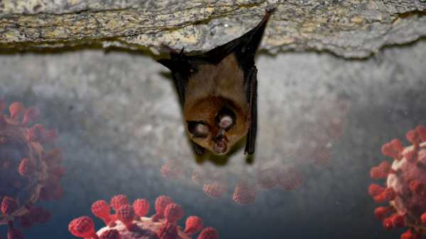 'கோஸ்டா-2' 'கோஸ்டா-2'