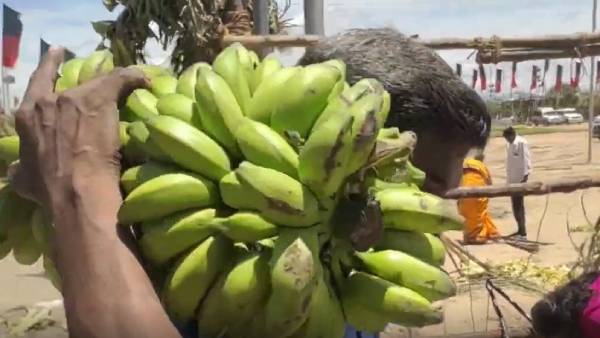 வாழைக்குலை, கரும்பு வாழைக்குலை, கரும்பு
