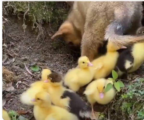 தாயை இழந்த வாத்துக் குஞ்சுகள்..