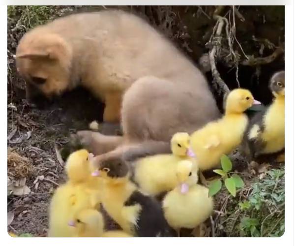 நாய்க் குட்டி மீது ஏறி ஆட்டம்..