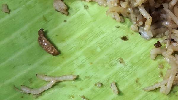 பிரியாணியில் புழு பிரியாணியில் புழு