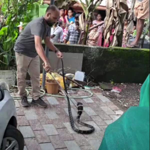 பாம்பு பயம் 