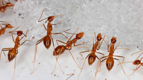 அழிந்த நண்டுகள் அழிந்த நண்டுகள்